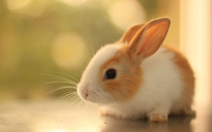 Baby-Rabbit_01