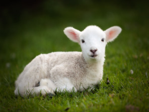 cliparti1_baby-lamb_02