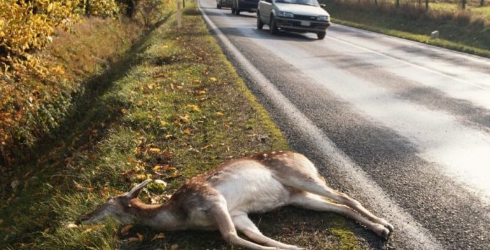 Komoly bírságra számíthatnak a vadat gázoló autósok