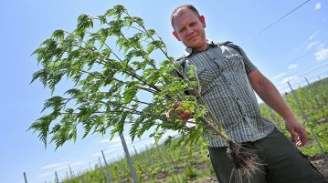 A hevesi járásban azonosították az első virágzó parlagfüves területet