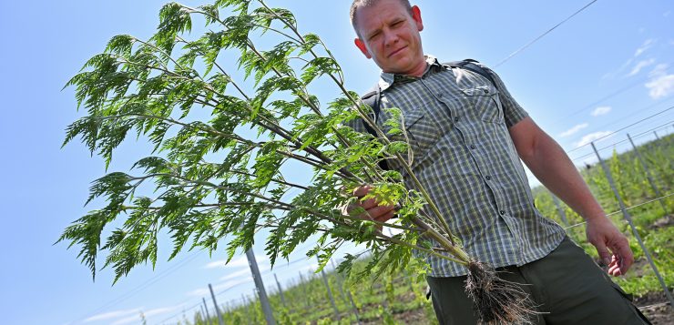 A hevesi járásban azonosították az első virágzó parlagfüves területet