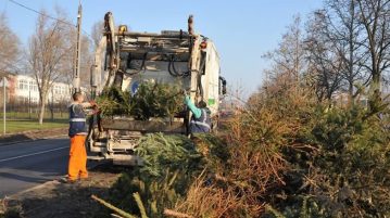 Tájékoztatás fenyőfák elszállításának időpontjairól a hevesi térségben