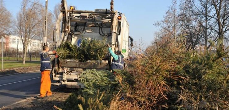 Tájékoztatás fenyőfák elszállításának időpontjairól a hevesi térségben
