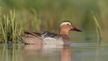 Böjti récét ábrázoló alkotásokat várnak az “Év madara” rajzpályázatra