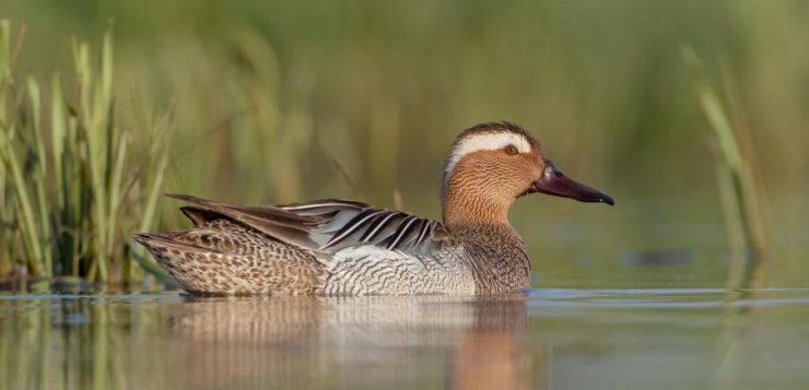 Böjti récét ábrázoló alkotásokat várnak az “Év madara” rajzpályázatra