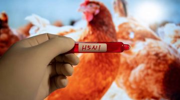 Városunkban is megjelent a madárinfluenza – Az állategészségügyi hatóság számít a lakosság bejelentésére