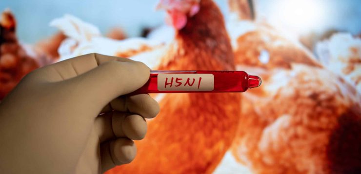 Városunkban is megjelent a madárinfluenza – Az állategészségügyi hatóság számít a lakosság bejelentésére