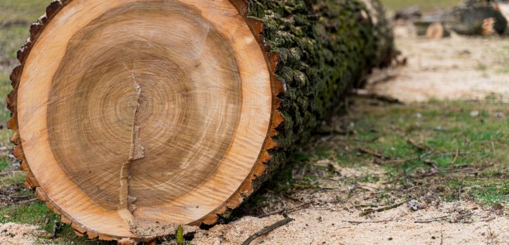A közterületi növényültetés és fakivágás szabályai Hevesen