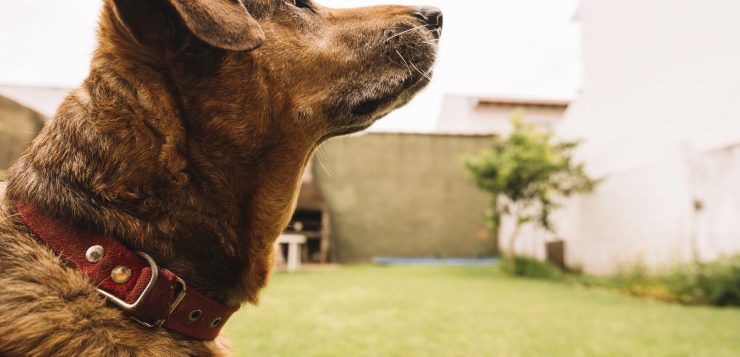 Ebösszeírás városunkban – Június 20-ig minden kutyatartó köteles adatot szolgáltatni
