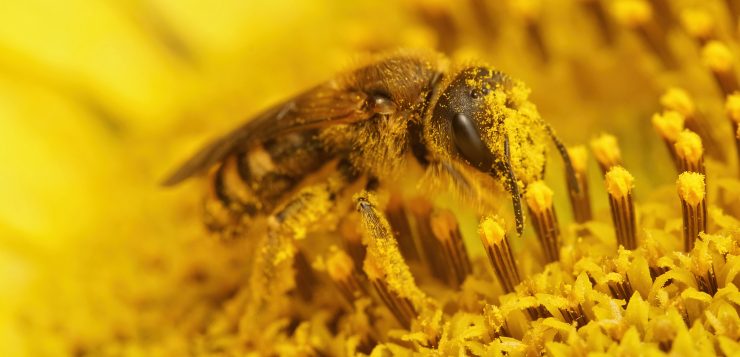 Tragikus méztermés: gyakorlatilag eltűnt idén az akácméz