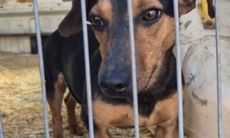 Piskótatallér gazdit keres! 