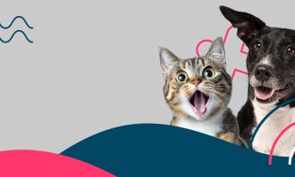 A Kutyajogsi után Macskajogsit is szerezhetünk