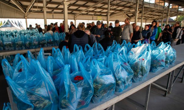 Tizenkettedik alkalommal is sikeres volt a virágosztás: több ezer muskátli talált gazdára