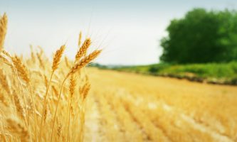 Újra lezárta a kormány az ukrán agrárimport kapuit